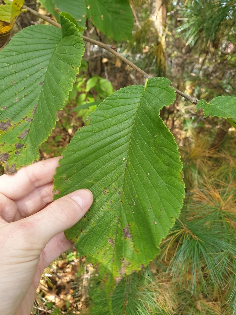 Ulmus Rubra