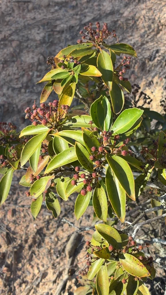 Kalmia Latifolia