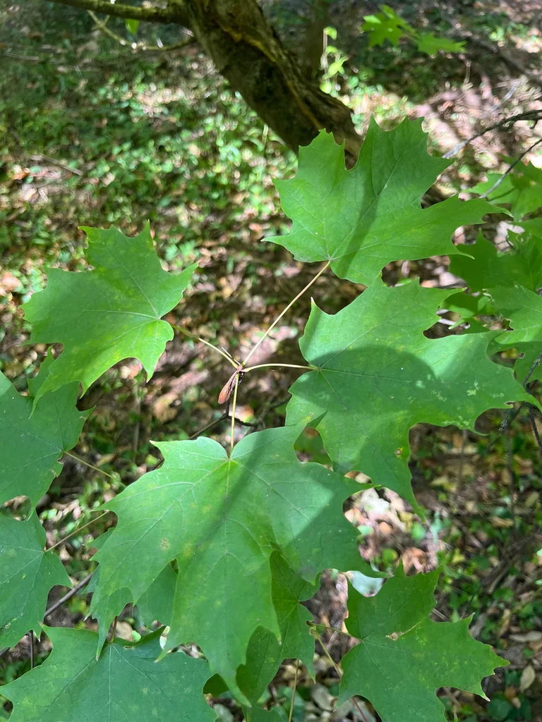 Acer Saccharum