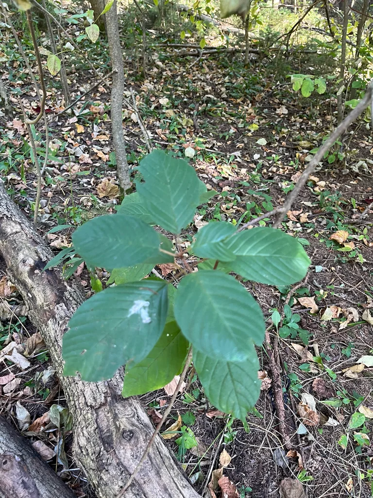 Rhamnus frangula