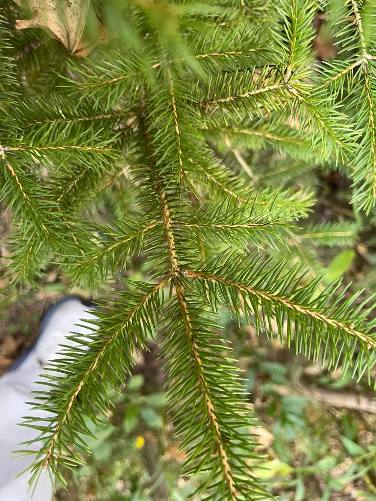 Picea Glauca