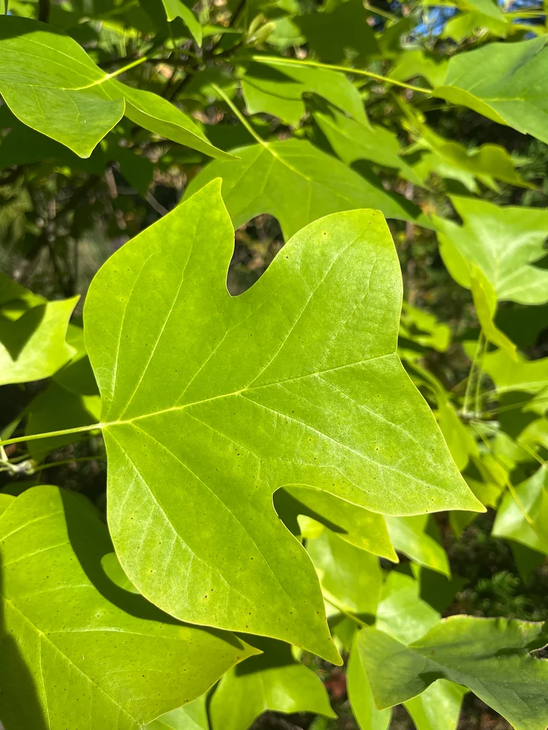 Liriodendron Tulipifera