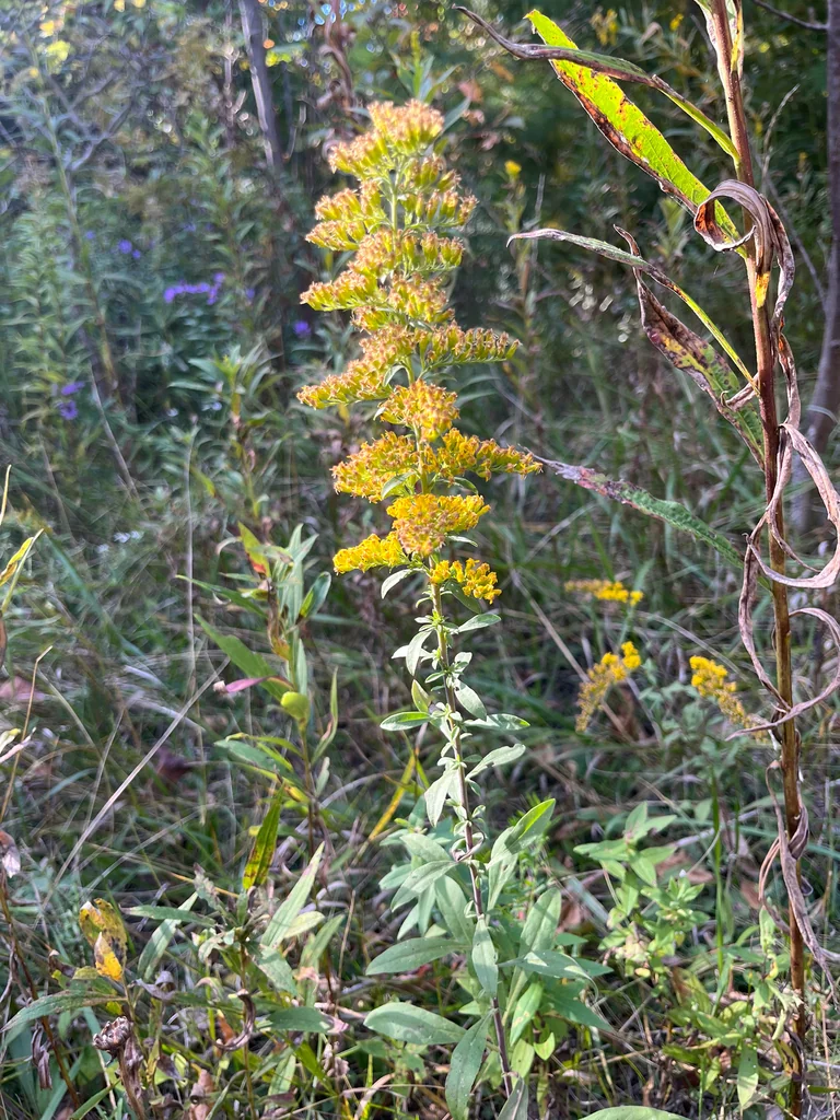 Solidago Nemoralis