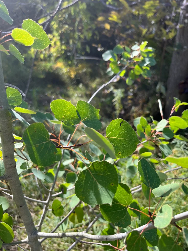 Populus Tremuloides