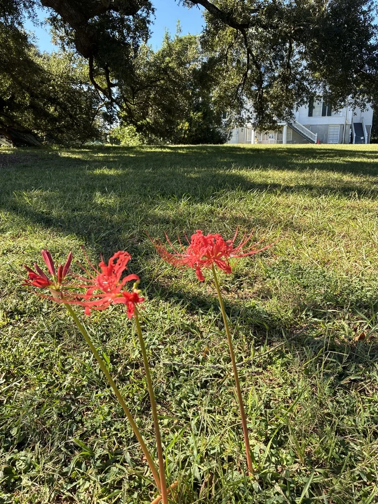 Lycoris Radiata