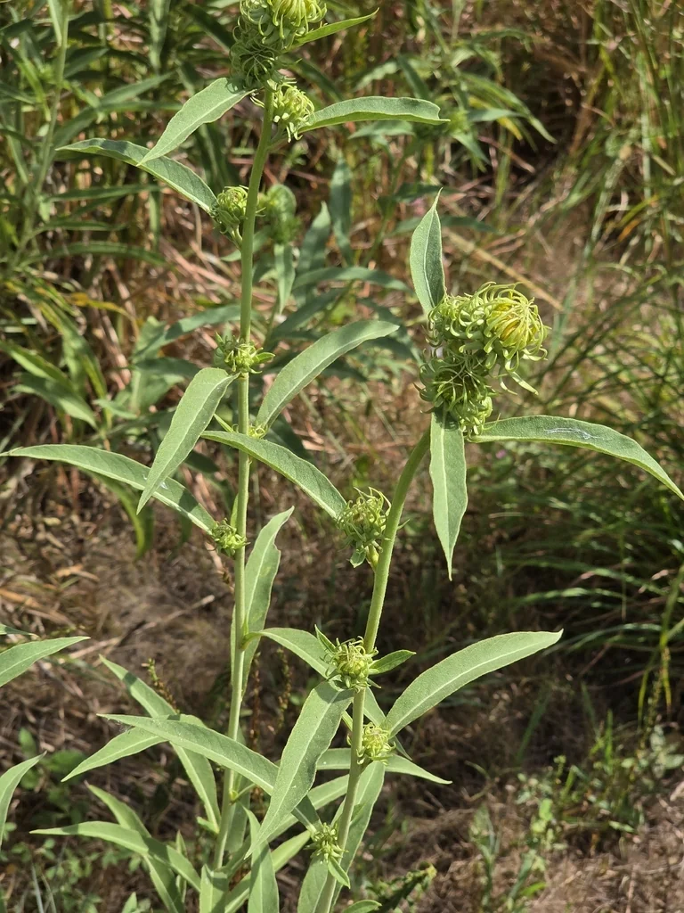 Helianthus Maximiliani