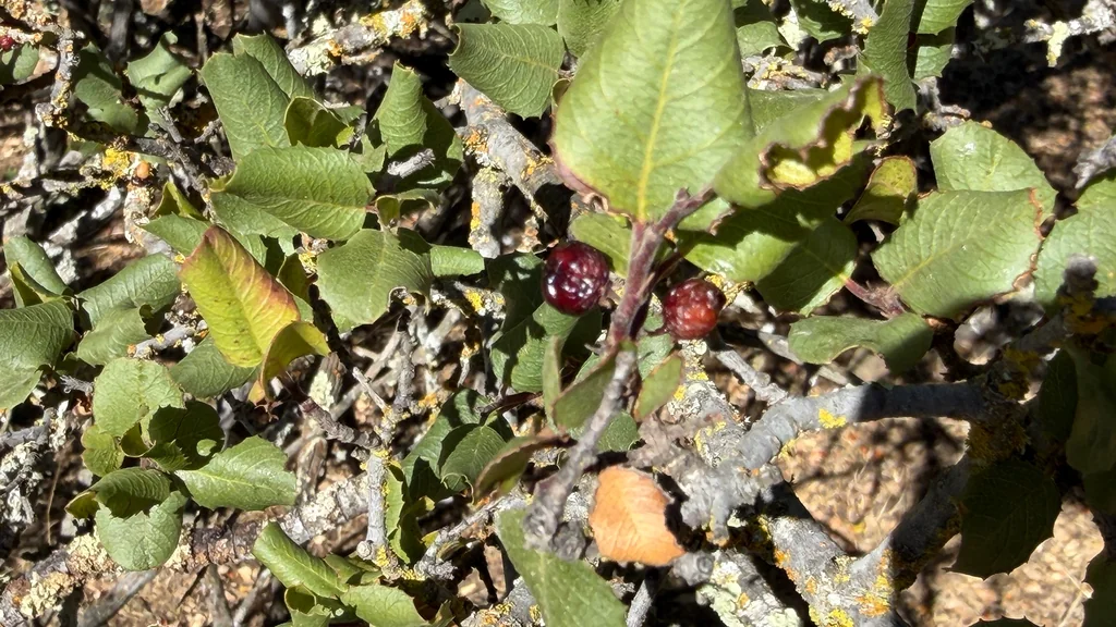 Rhamnus Ilicifolia
