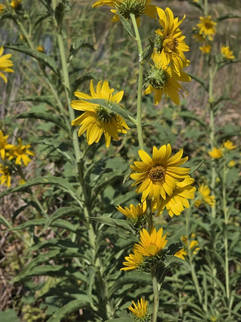 Helianthus Maximiliani