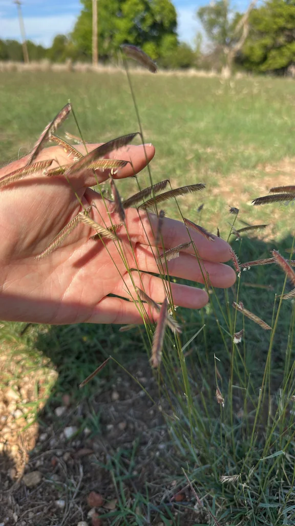 Bouteloua Gracilis