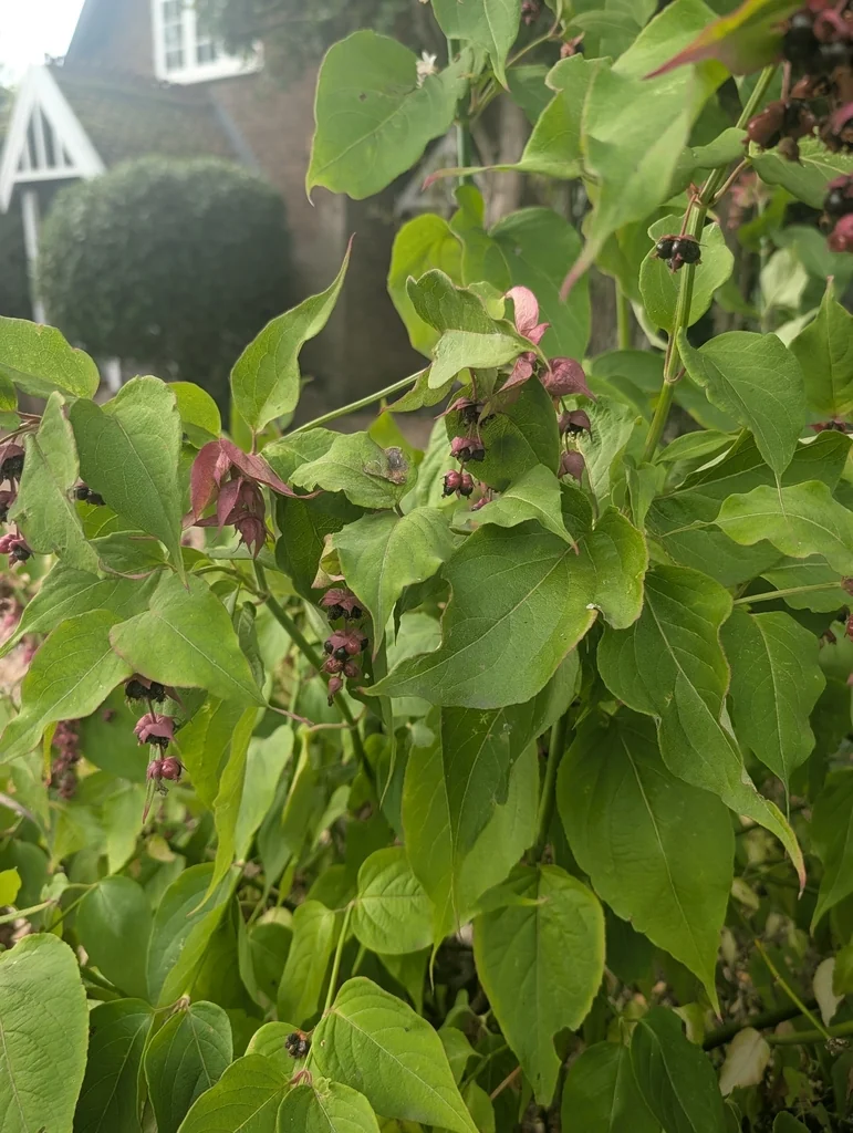 Leycesteria formosa