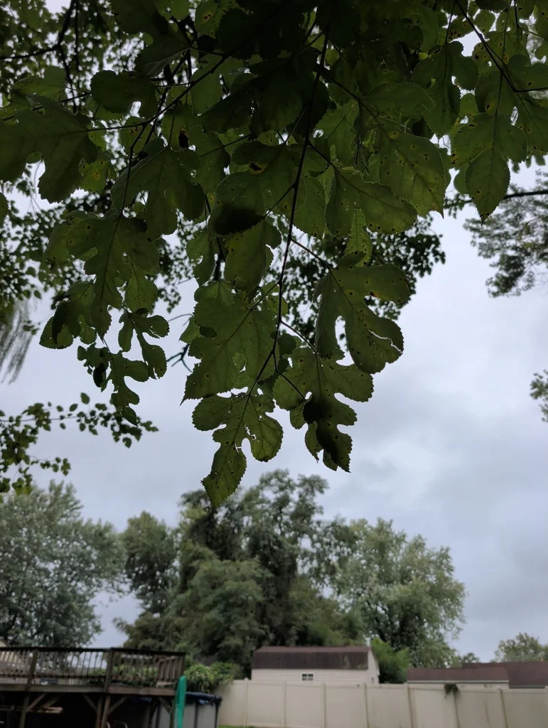 Morus Alba