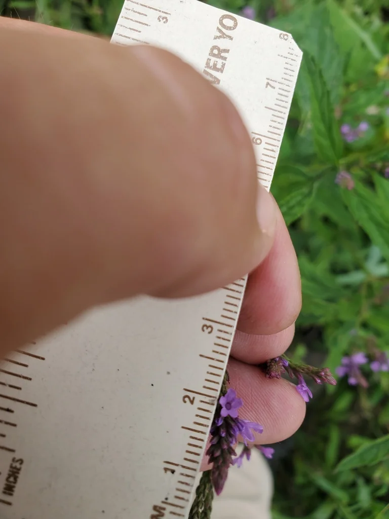 Verbena Hastata