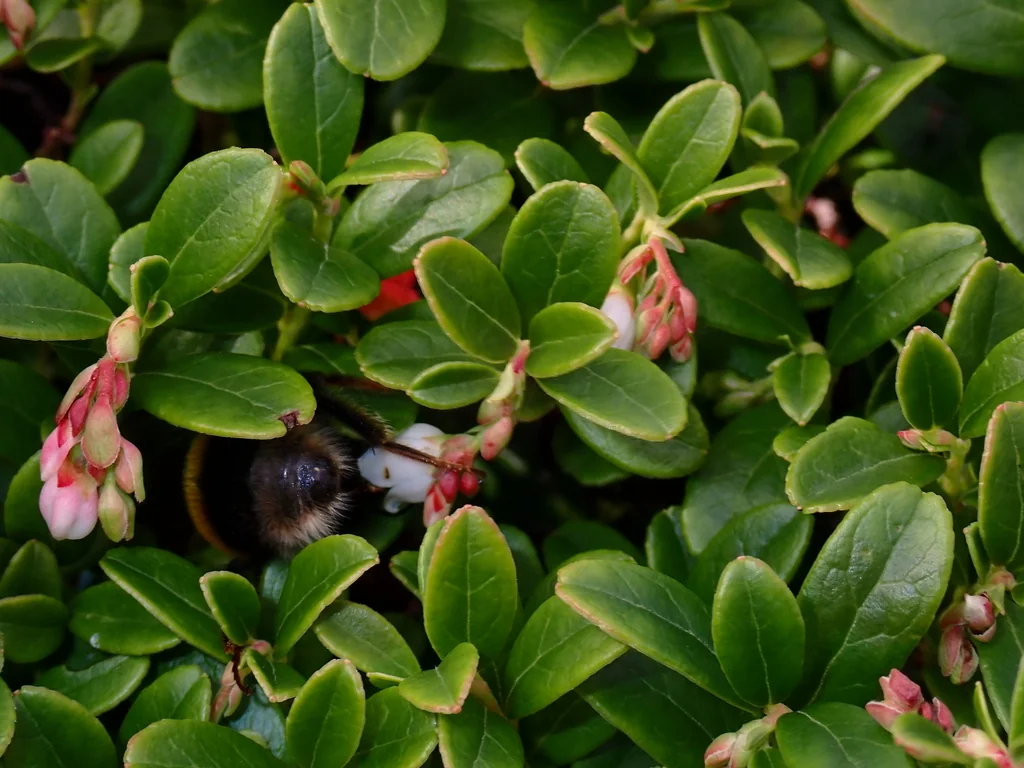 Vaccinium Vitis-Idaea
