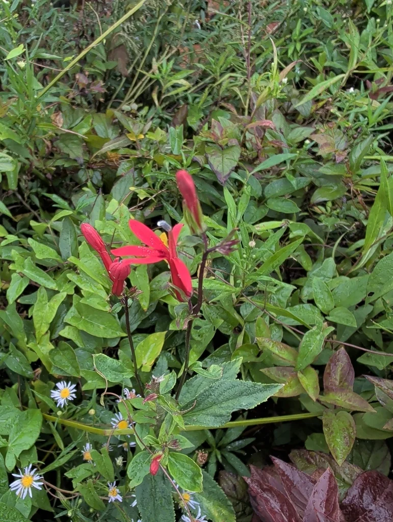 Lobelia Cardinalis