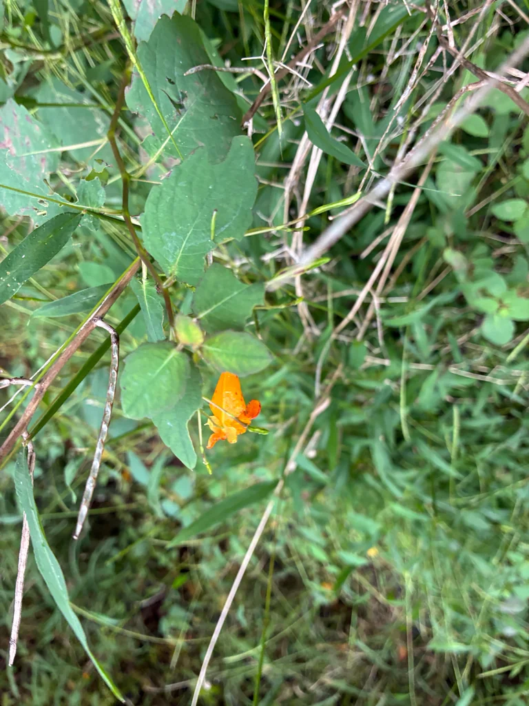 Impatiens Capensis