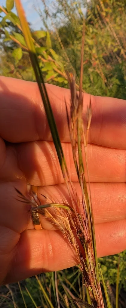 Schizachyrium scoparium