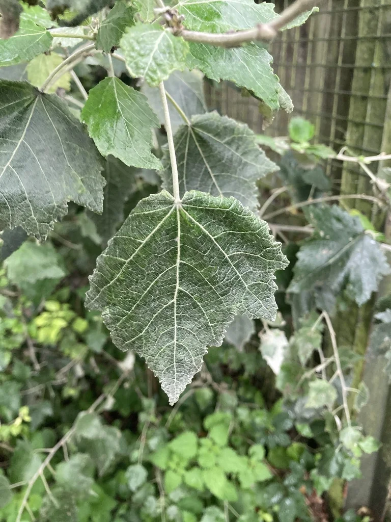 Populus Alba