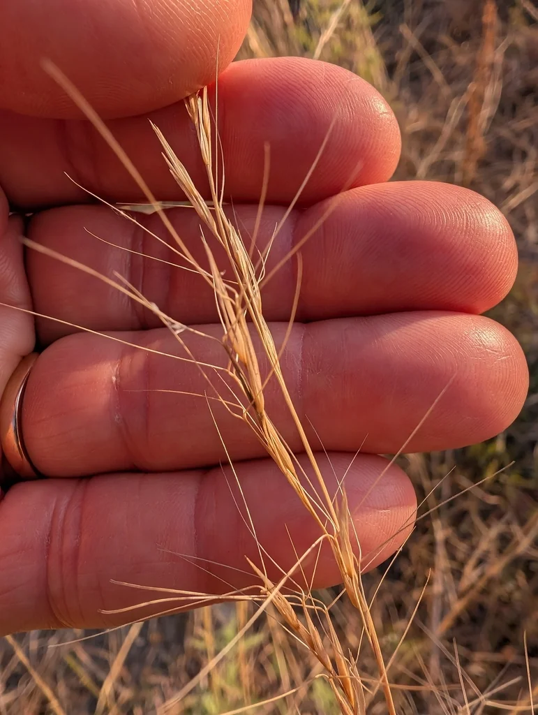 Aristida Purpurea