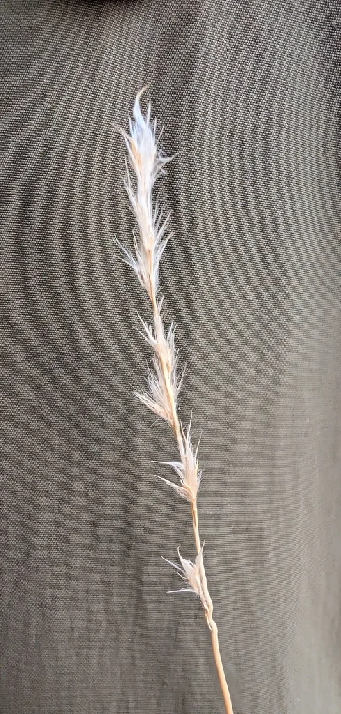 Schizachyrium scoparium
