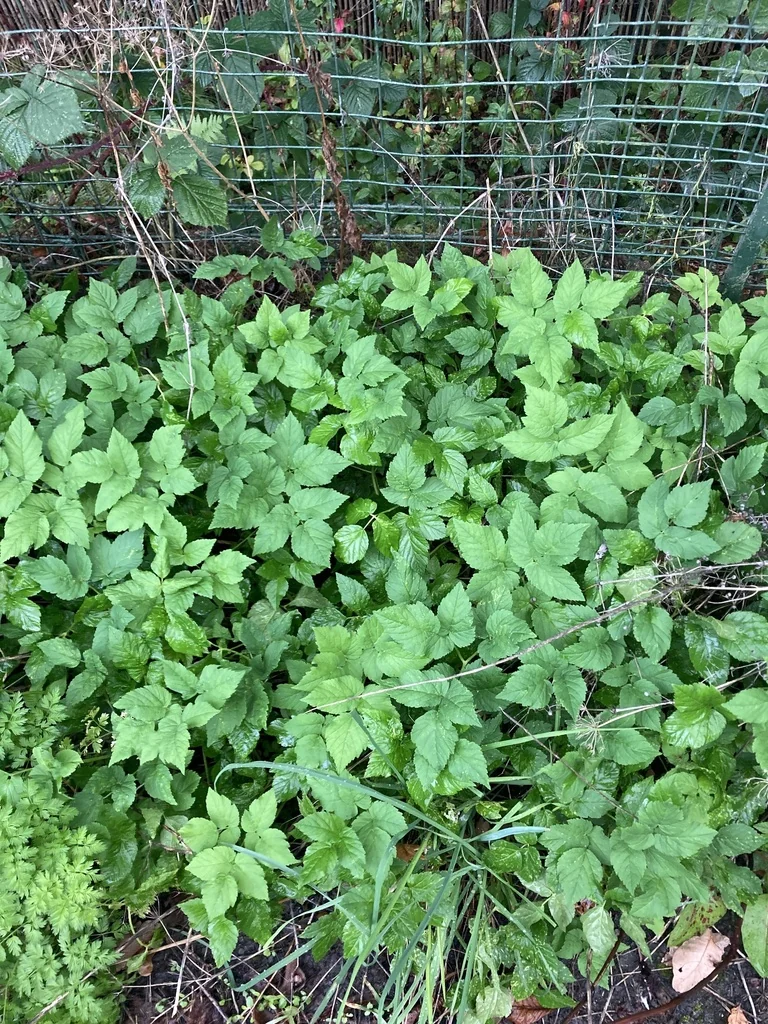 Aegopodium Podagraria
