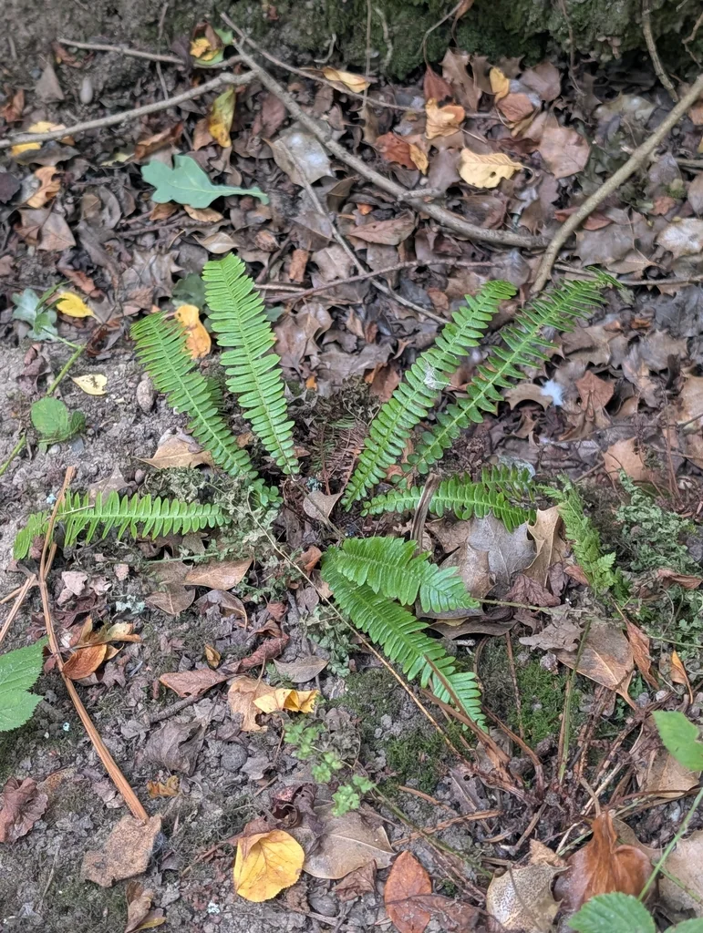 Blechnum Spicant