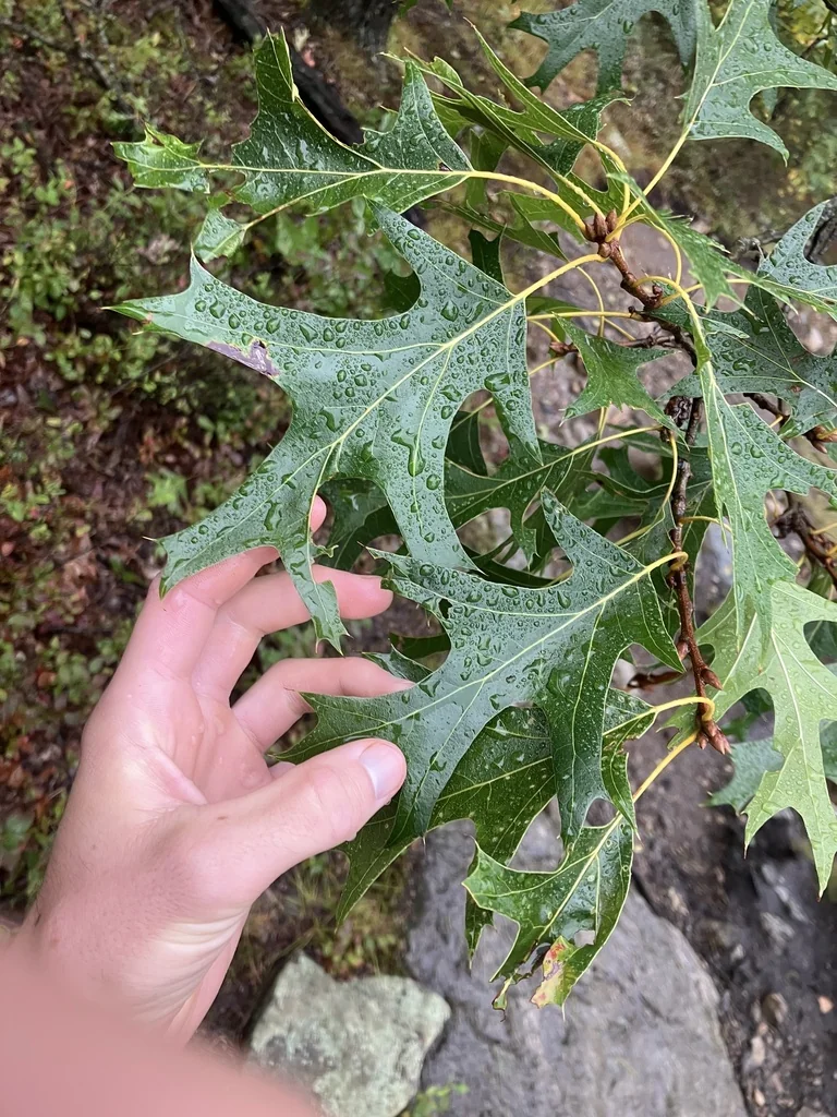 Quercus Coccinea