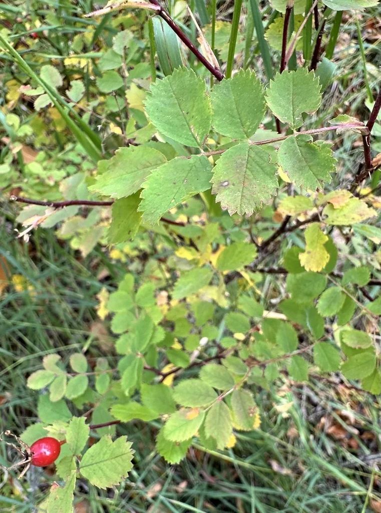 Rosa Woodsii