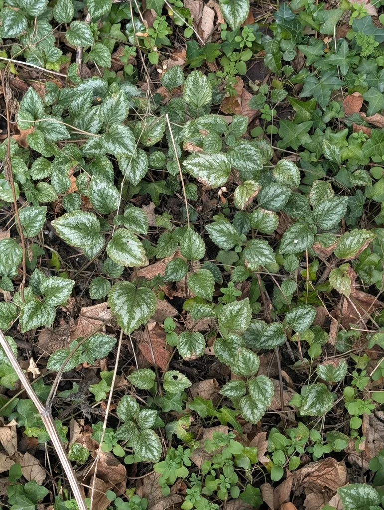 Lamium Galeobdolon