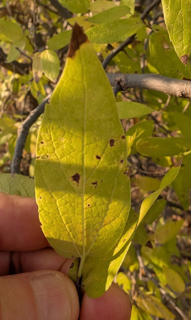 Celtis Laevigata