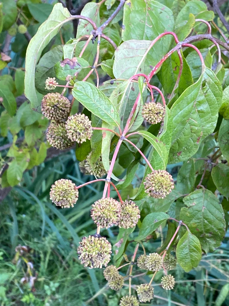 Cephalanthus Occidentalis