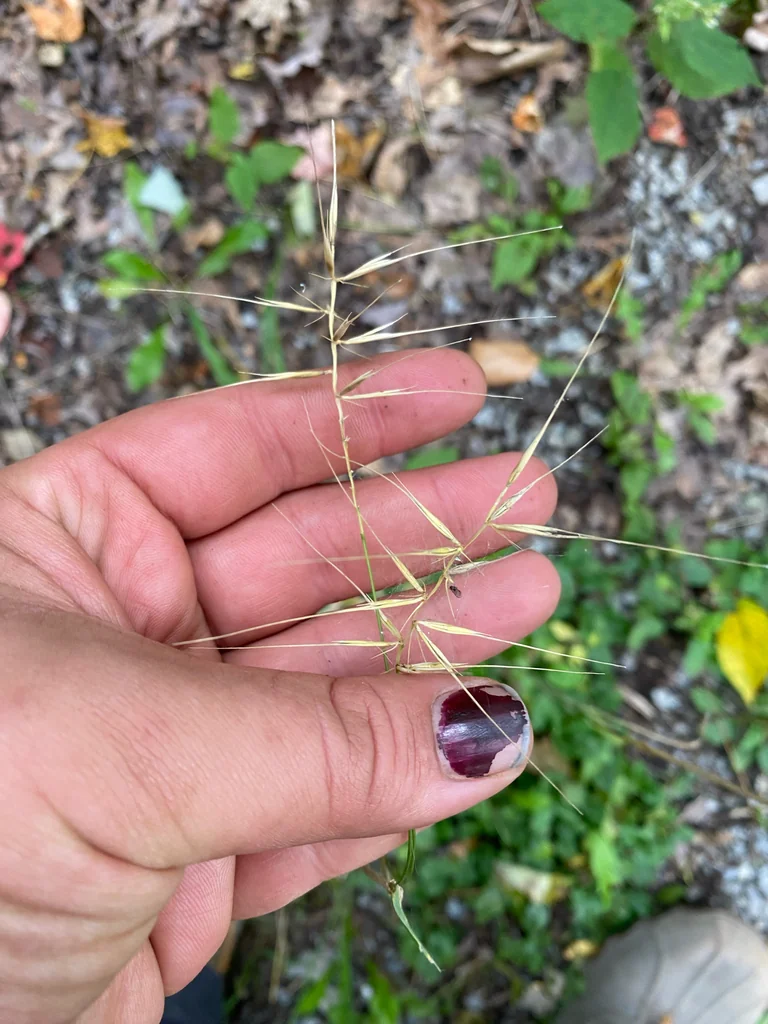 Elymus Hystrix