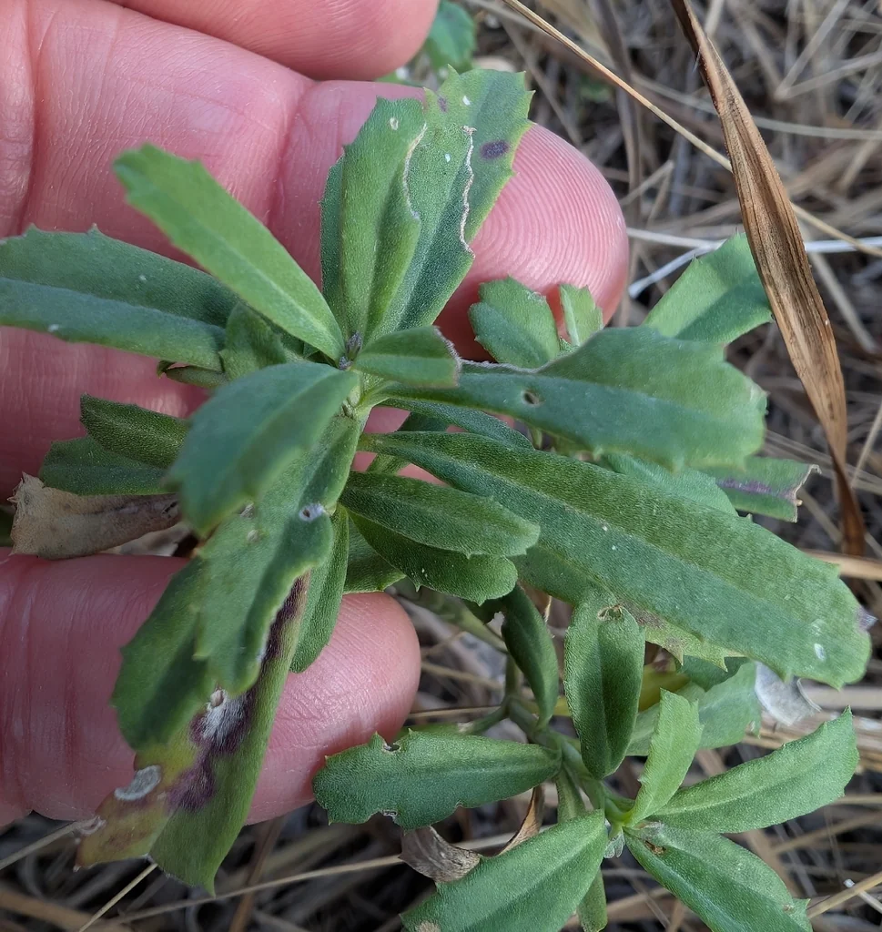 Lippia Nodiflora