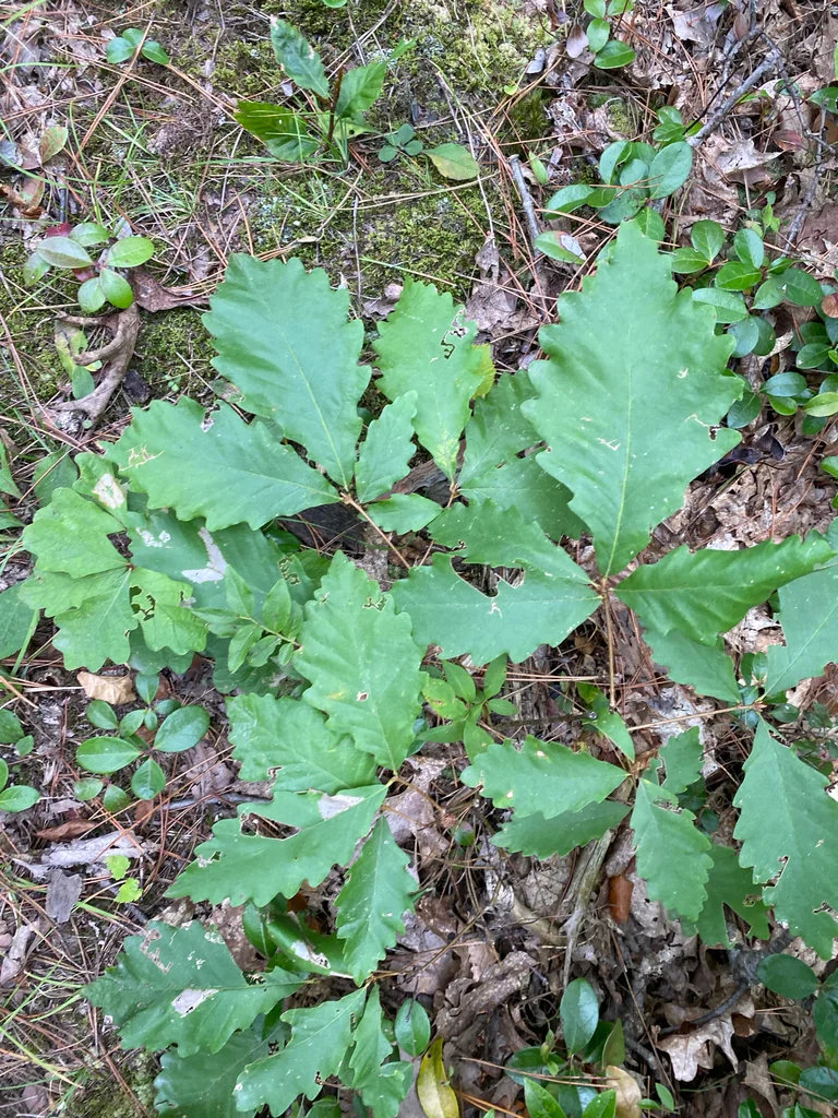 Quercus Montana