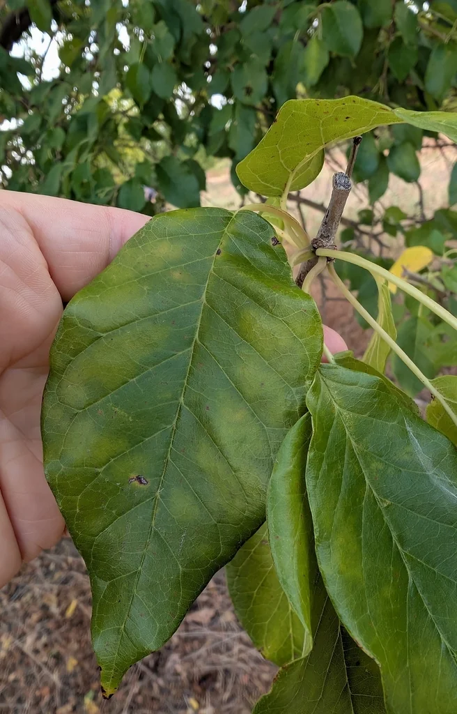 Maclura Pomifera
