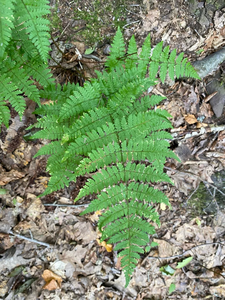 Dryopteris Intermedia