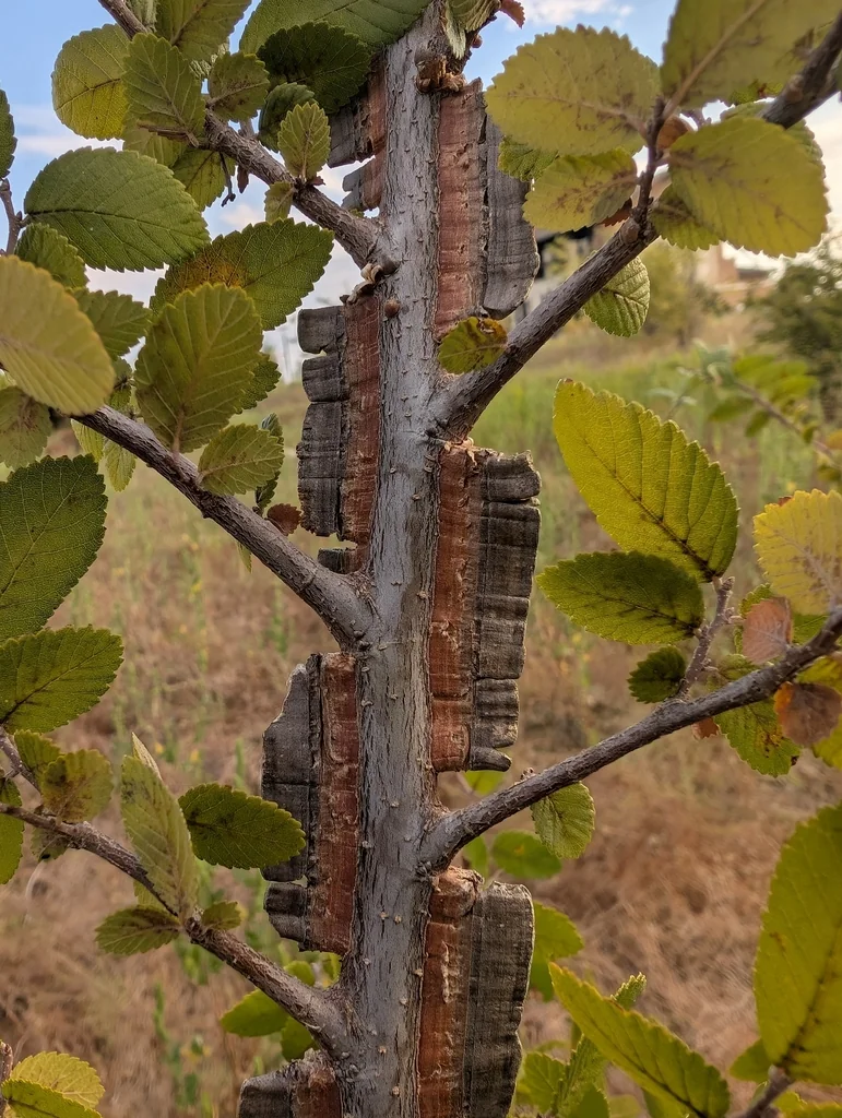 Ulmus Crassifolia