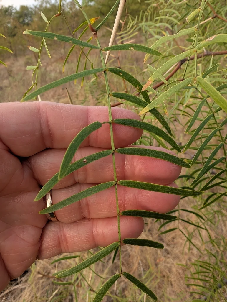 Prosopis Glandulosa