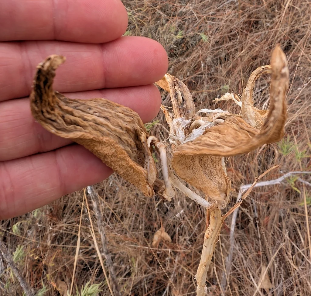 Asclepias Viridis