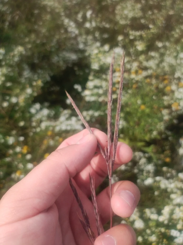 Andropogon Gerardii