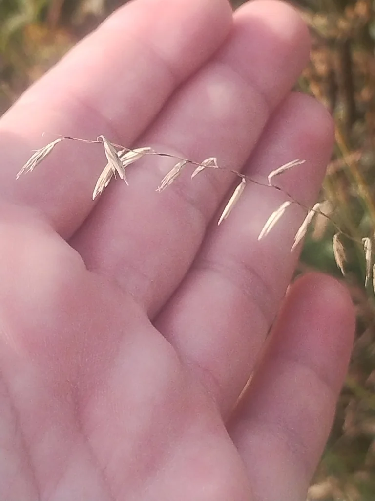 Bouteloua Curtipendula