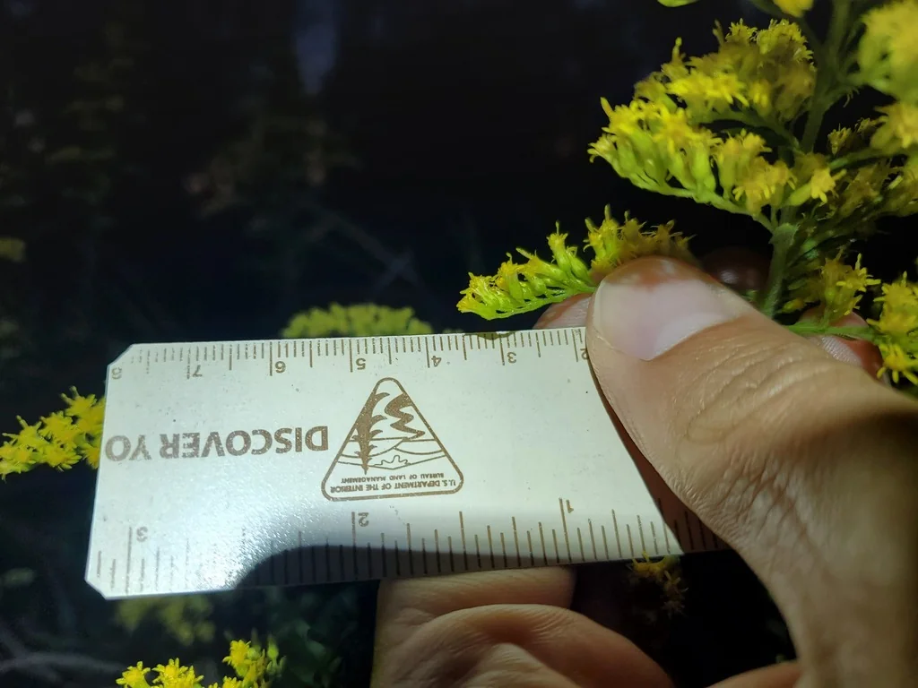 Solidago Altissima