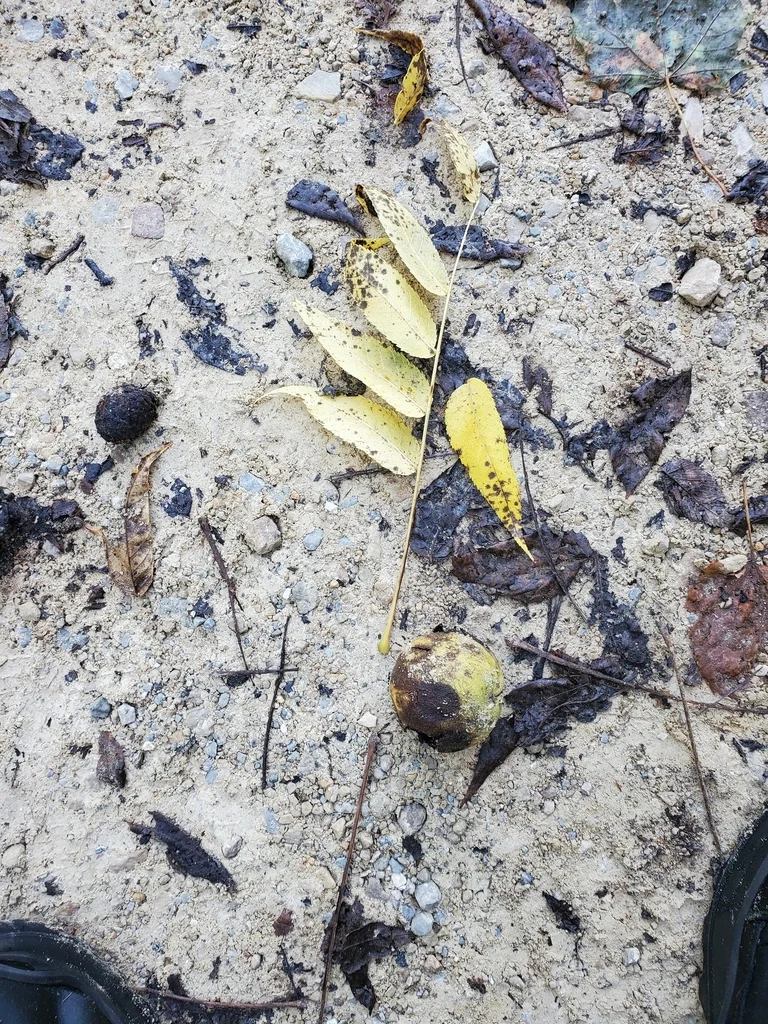 Juglans Nigra