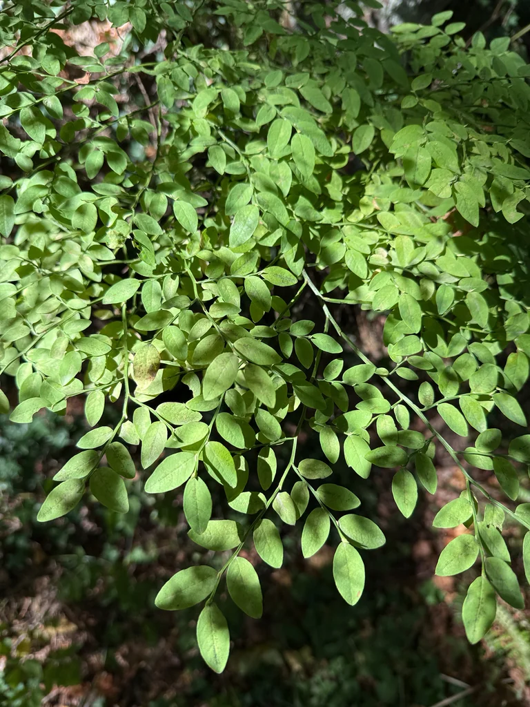 Vaccinium Parvifolium