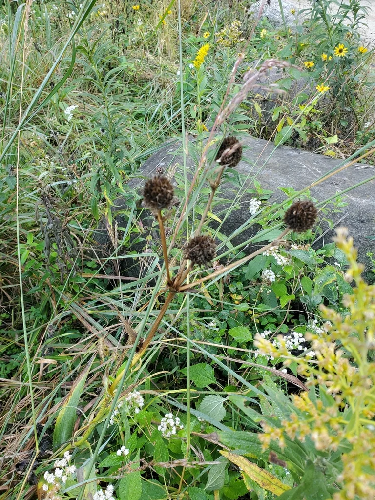 Eryngium Yuccifolium