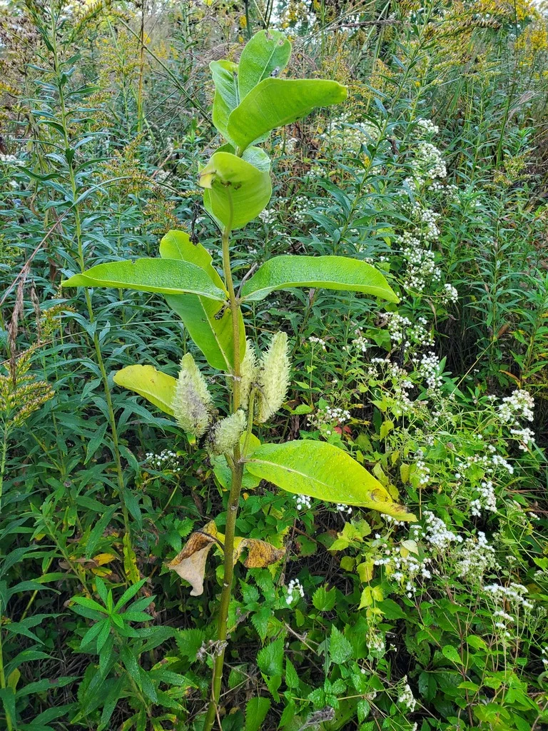 Asclepias Syriaca