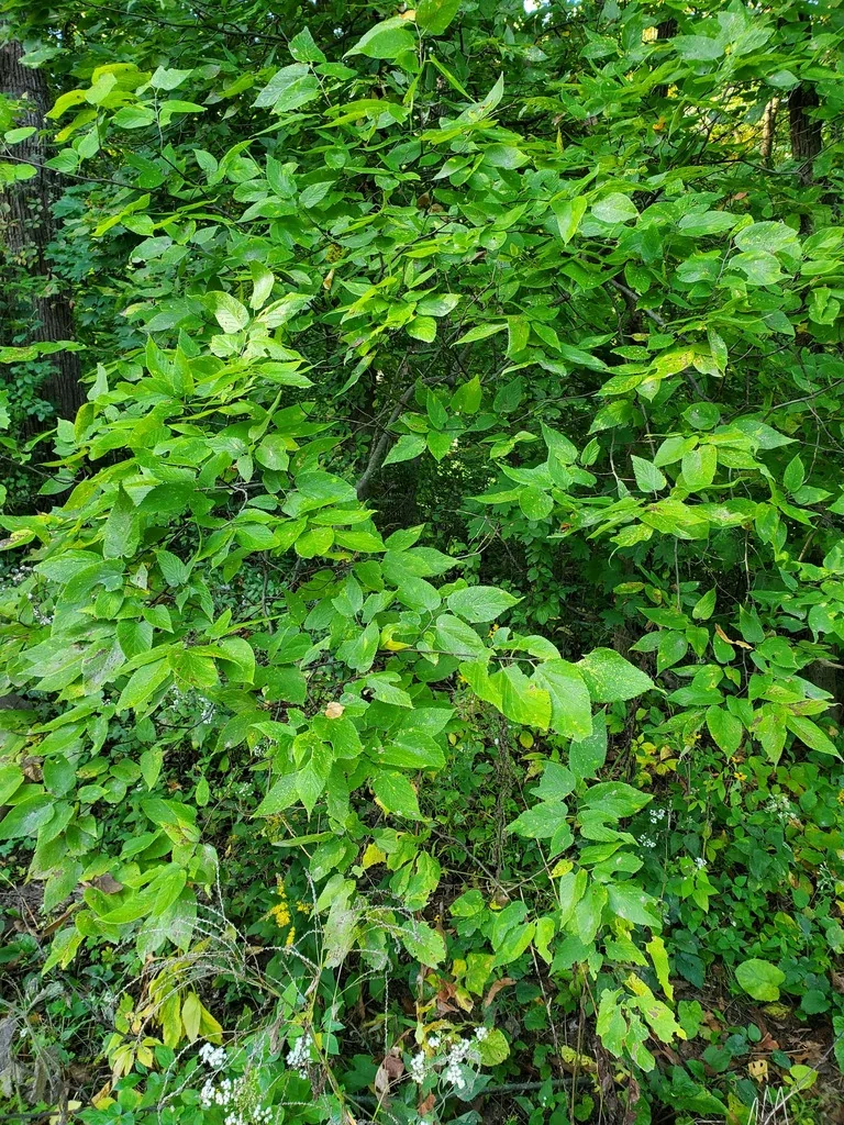 Celtis Occidentalis