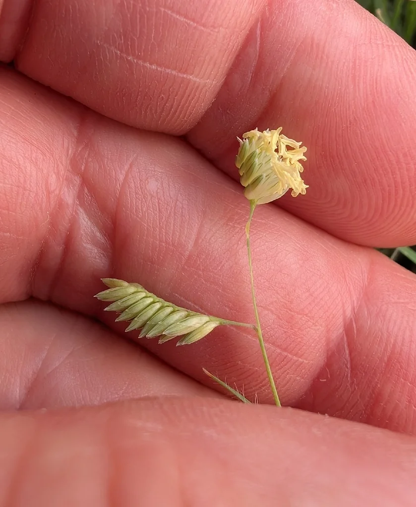 Buchloe Dactyloides