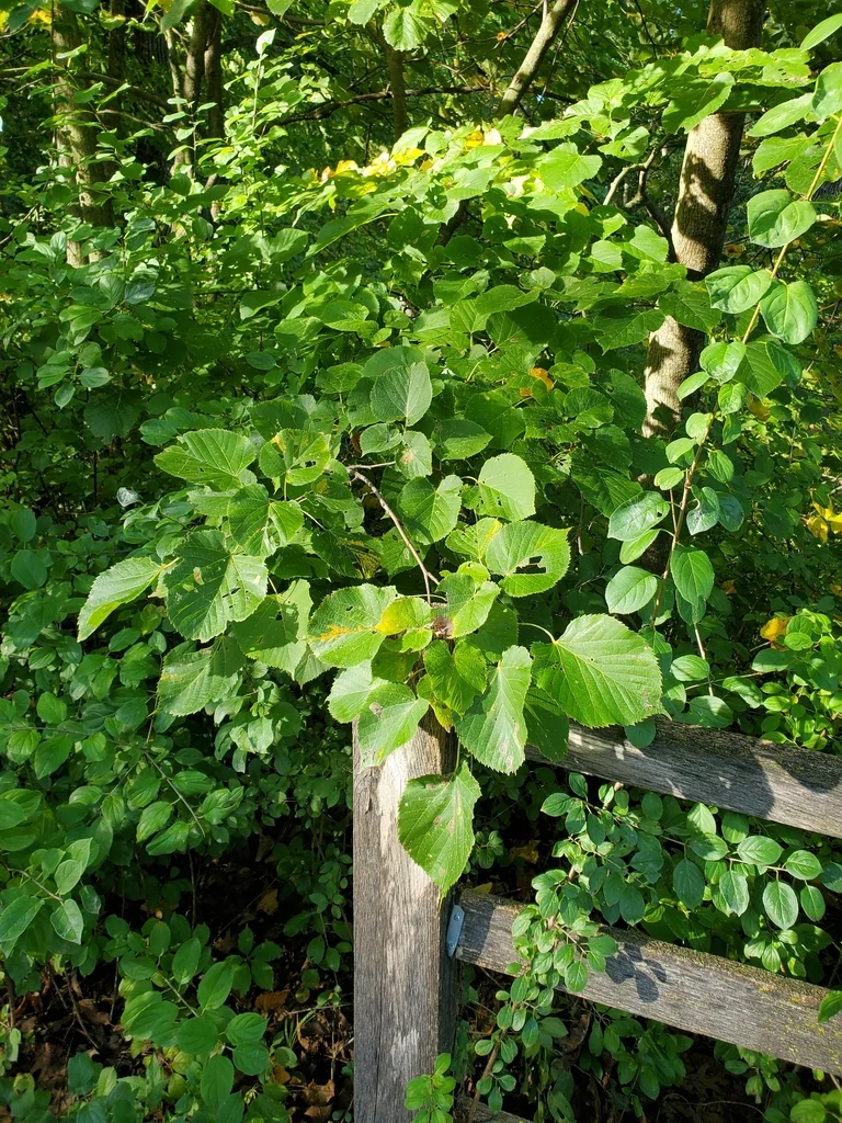 Tilia Americana