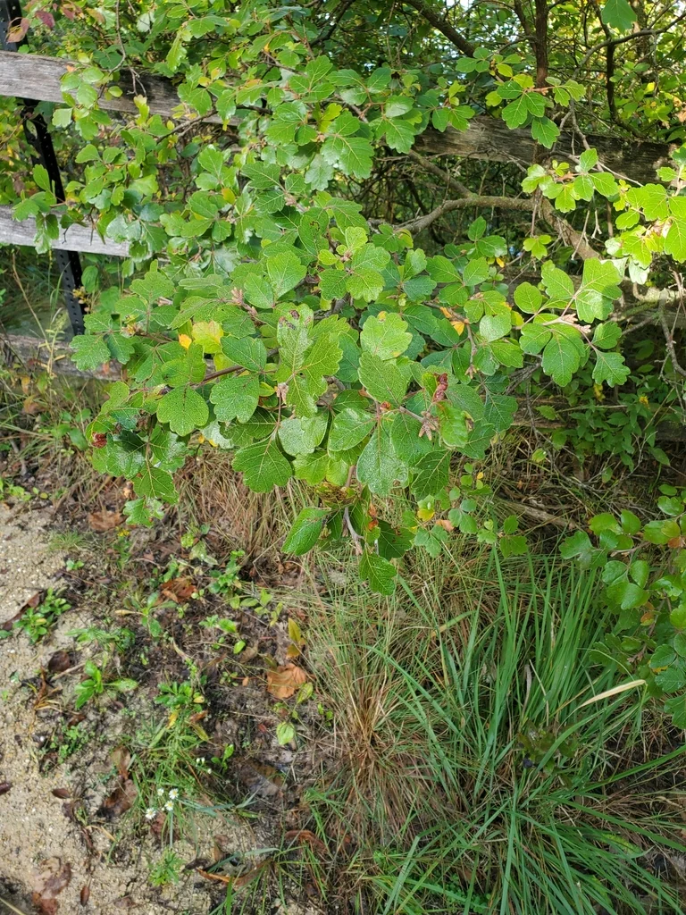 Rhus Aromatica