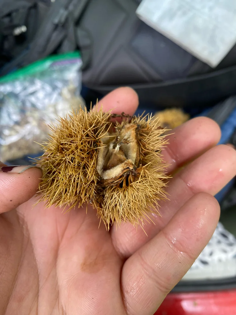 Castanea Dentata